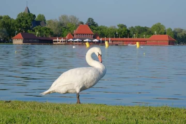 Vila Eden Palić Extérieur photo